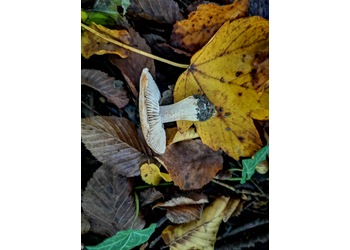 Rötender Erd-Ritterling (Tricholoma orirubens) - © Mag. Bernard Wieser